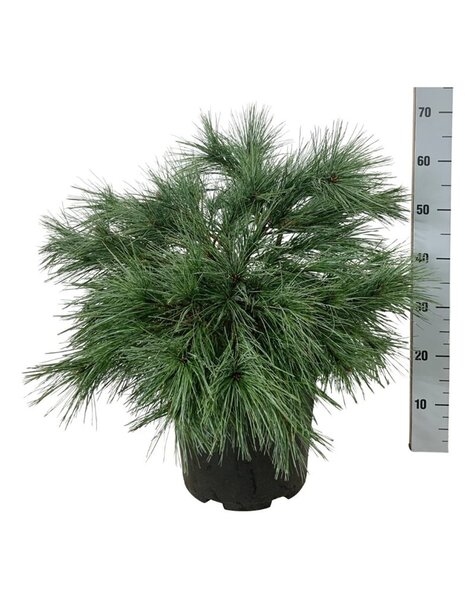 Pinus