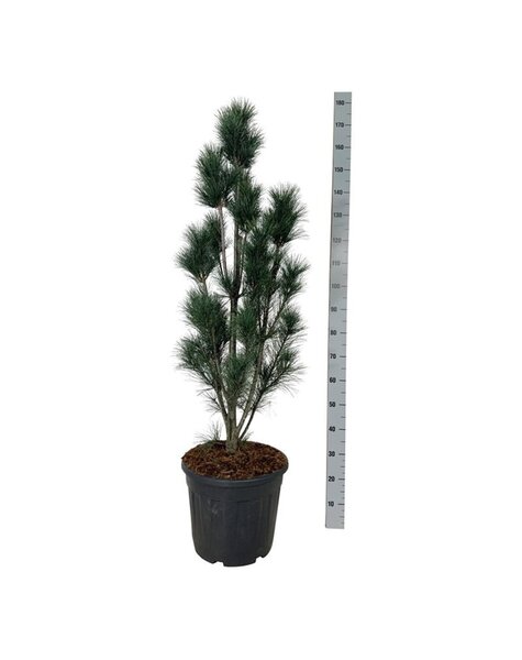 Pinus