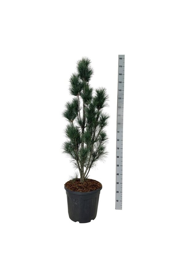 Denneboom Pinus strobus Stowe Pillar