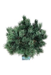 Denneboom Pinus Watereri