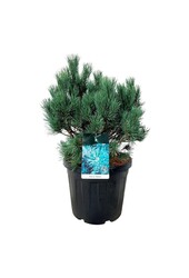 Denneboom Pinus Watereri