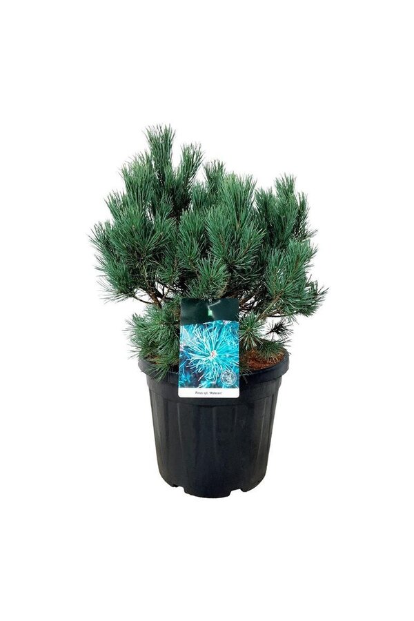 Denneboom Pinus Watereri