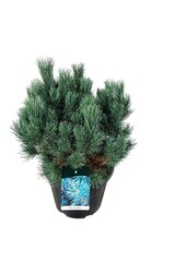Denneboom Pinus Watereri