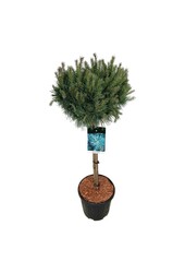 Denneboom Pinus Watereri