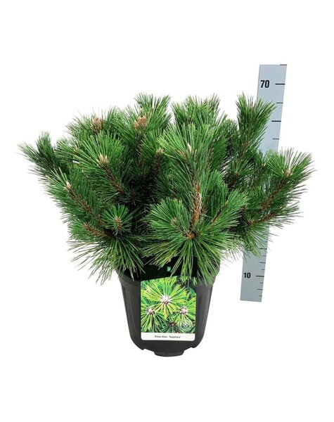 Pinus