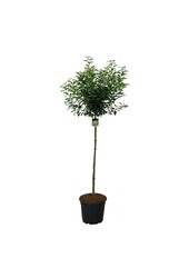 Portugese laurier Prunus Brenelia PBR