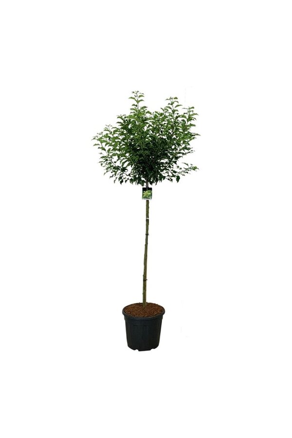Portugese laurier Prunus Brenelia PBR