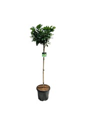 Portugese laurier Prunus Etna