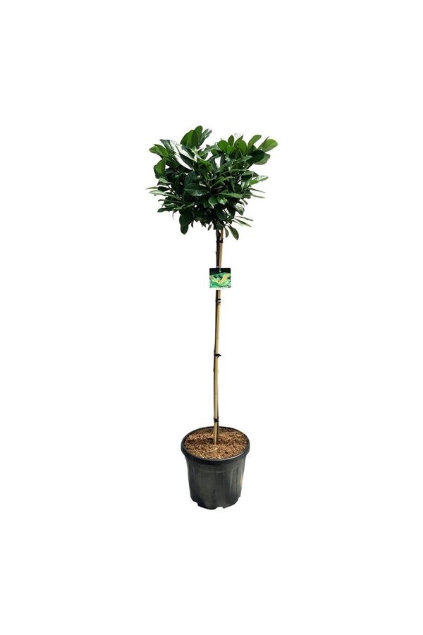 Portugese laurier Prunus Etna