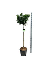 Portugese laurier Prunus Etna