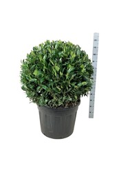 Portugese laurier Prunus Herbergii