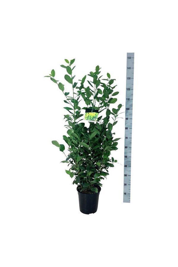 Portugese laurier Prunus Obelisk