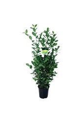 Portugese laurier Prunus Obelisk