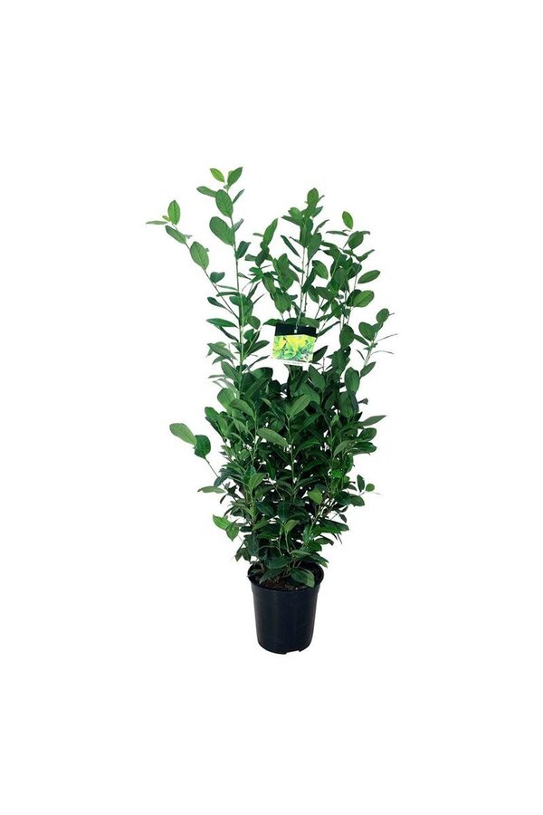 Portugese laurier Prunus Obelisk