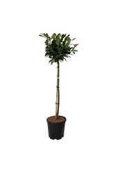 Portugese laurier Prunus Titan ®