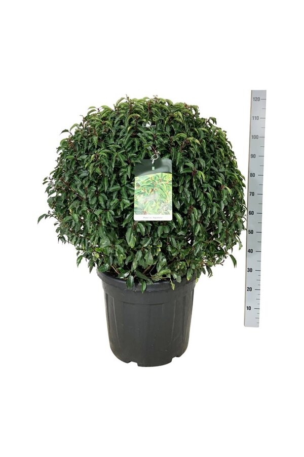 Portugese laurier Prunus Angustifolia