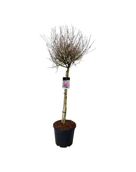 Syringa