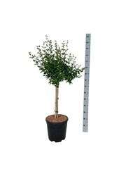 Sering Syringa BLOOMERANG® Pink Perfume