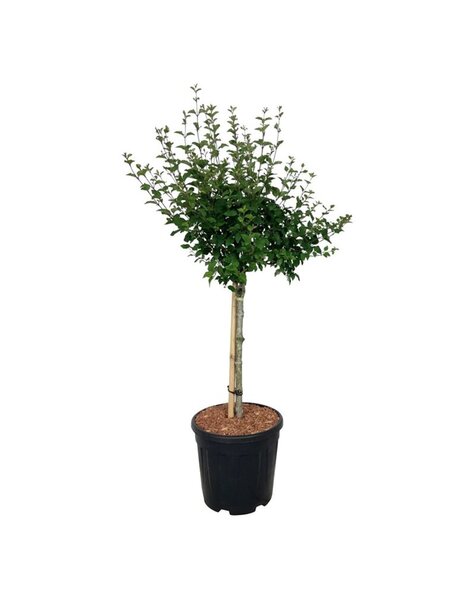 Syringa