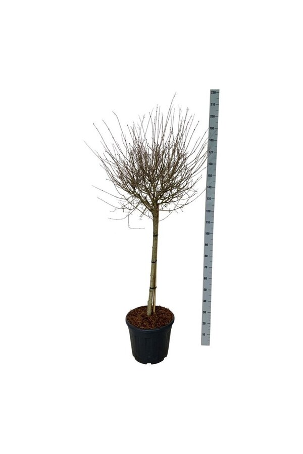 Sering Syringa BLOOMERANG® Pink Perfume