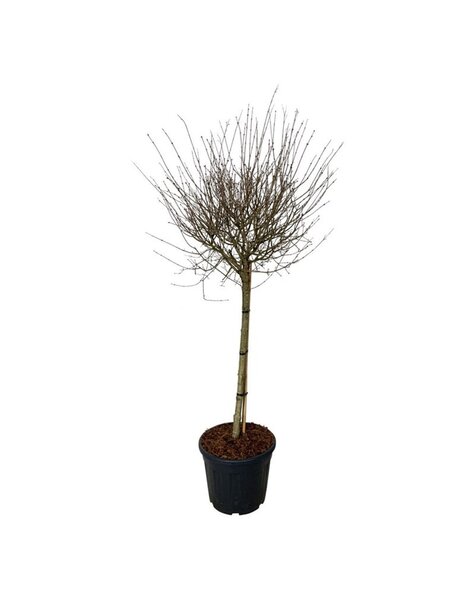 Syringa