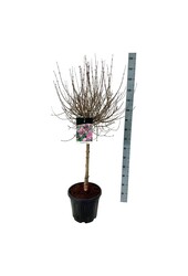 Sering Syringa meyeri Palibin