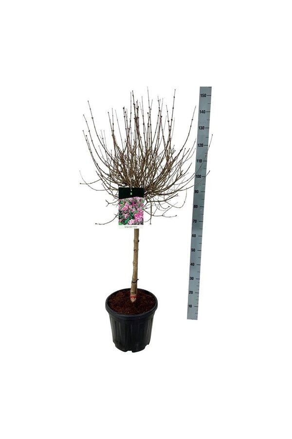 Sering Syringa meyeri Palibin