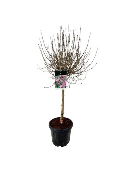 Syringa