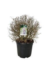 Sering Syringa Sugar Plum Fairy