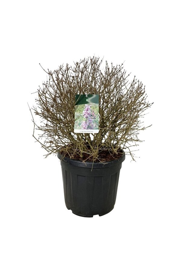 Sering Syringa Sugar Plum Fairy