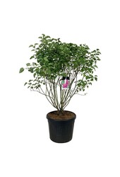 Sering Syringa And. an Ludwig Späth