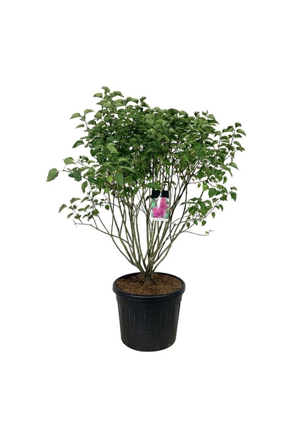 Sering Syringa And. an Ludwig Späth