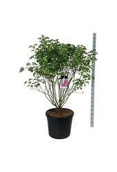 Sering Syringa And. an Ludwig Späth