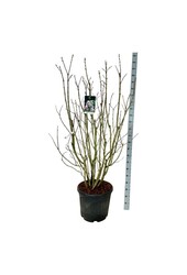 Sering Syringa Beauty of Moscow