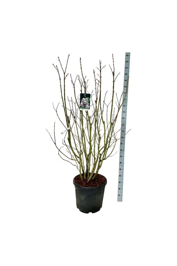 Sering Syringa Beauty of Moscow