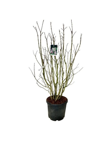 Syringa