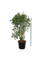 Sering Syringa Charles Joly