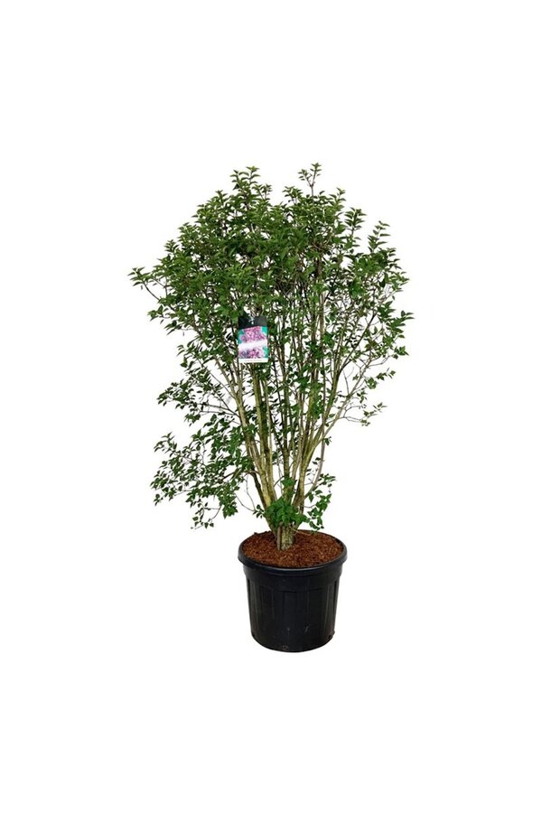 Sering Syringa Charles Joly