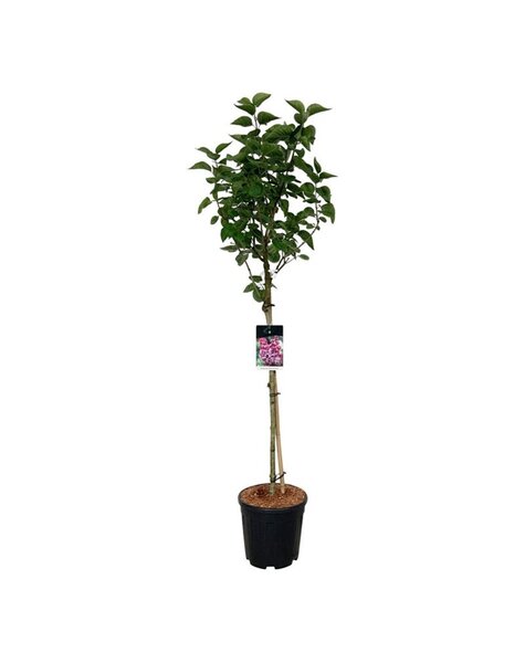 Syringa