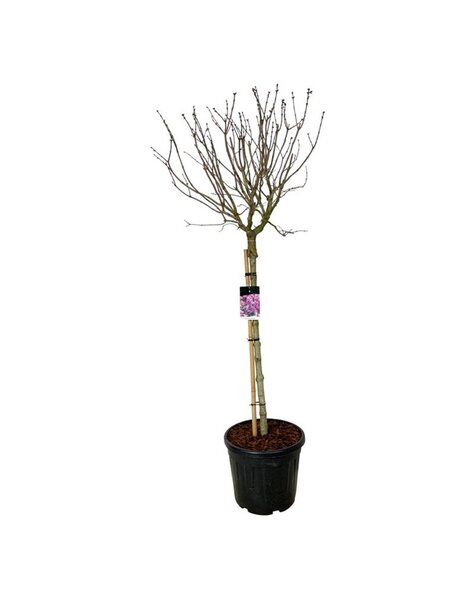 Syringa