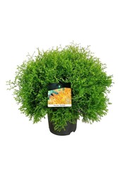 Conifeer Thuja Fire Chief