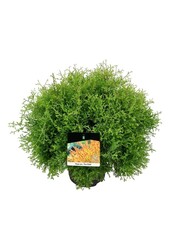 Conifeer Thuja Fire Chief