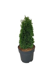 Conifeer Thuja Maks