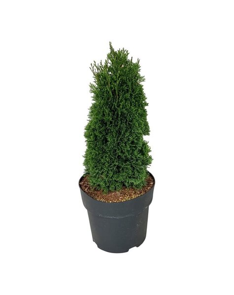 Thuja