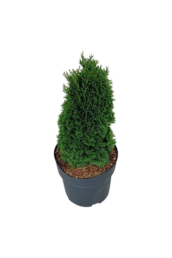 Conifeer Thuja Maks