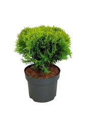 Conifeer Thuja Mirjam