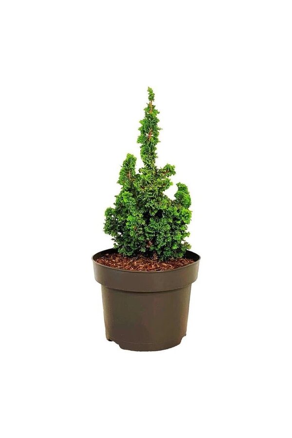 Conifeer Thuja Primo