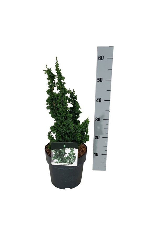 Conifeer Thuja Primo