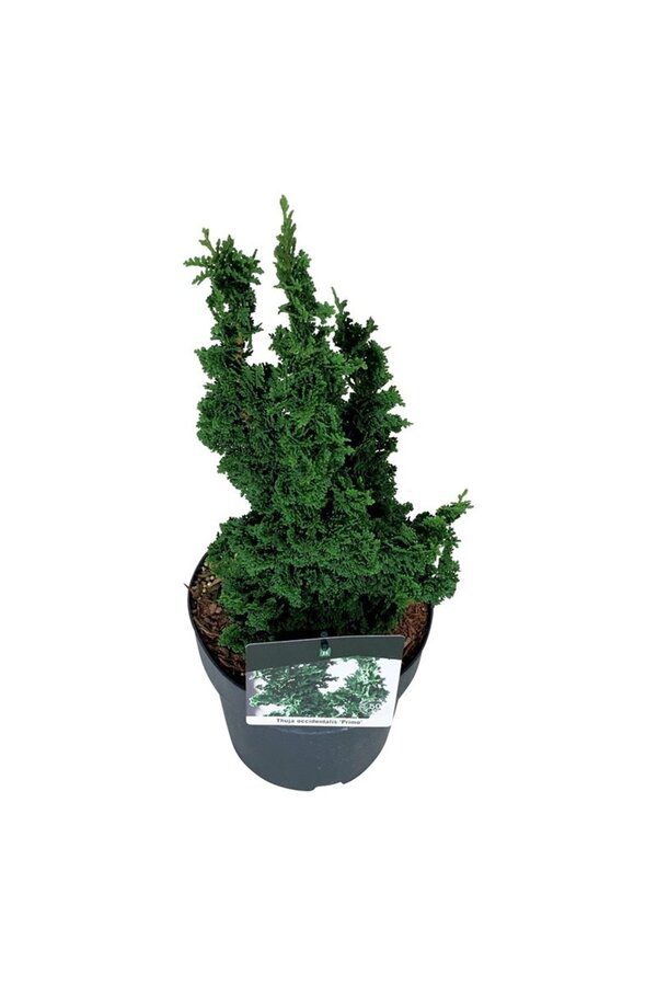 Conifeer Thuja Primo