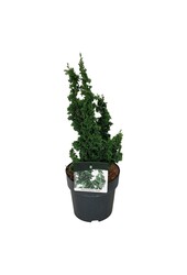 Conifeer Thuja Primo